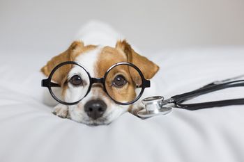 hund-mit-brille-teaser