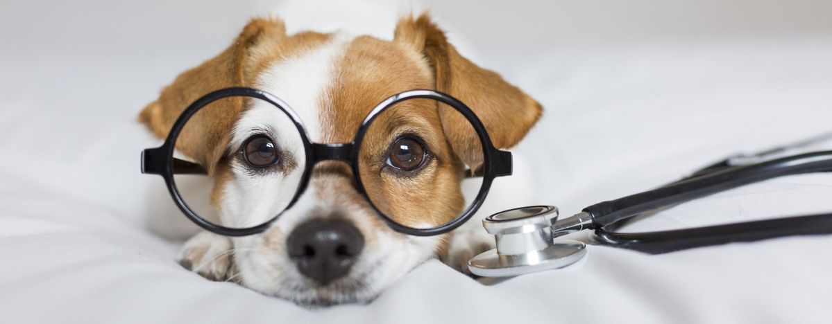 hund-mit-brille-header